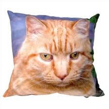 Katze